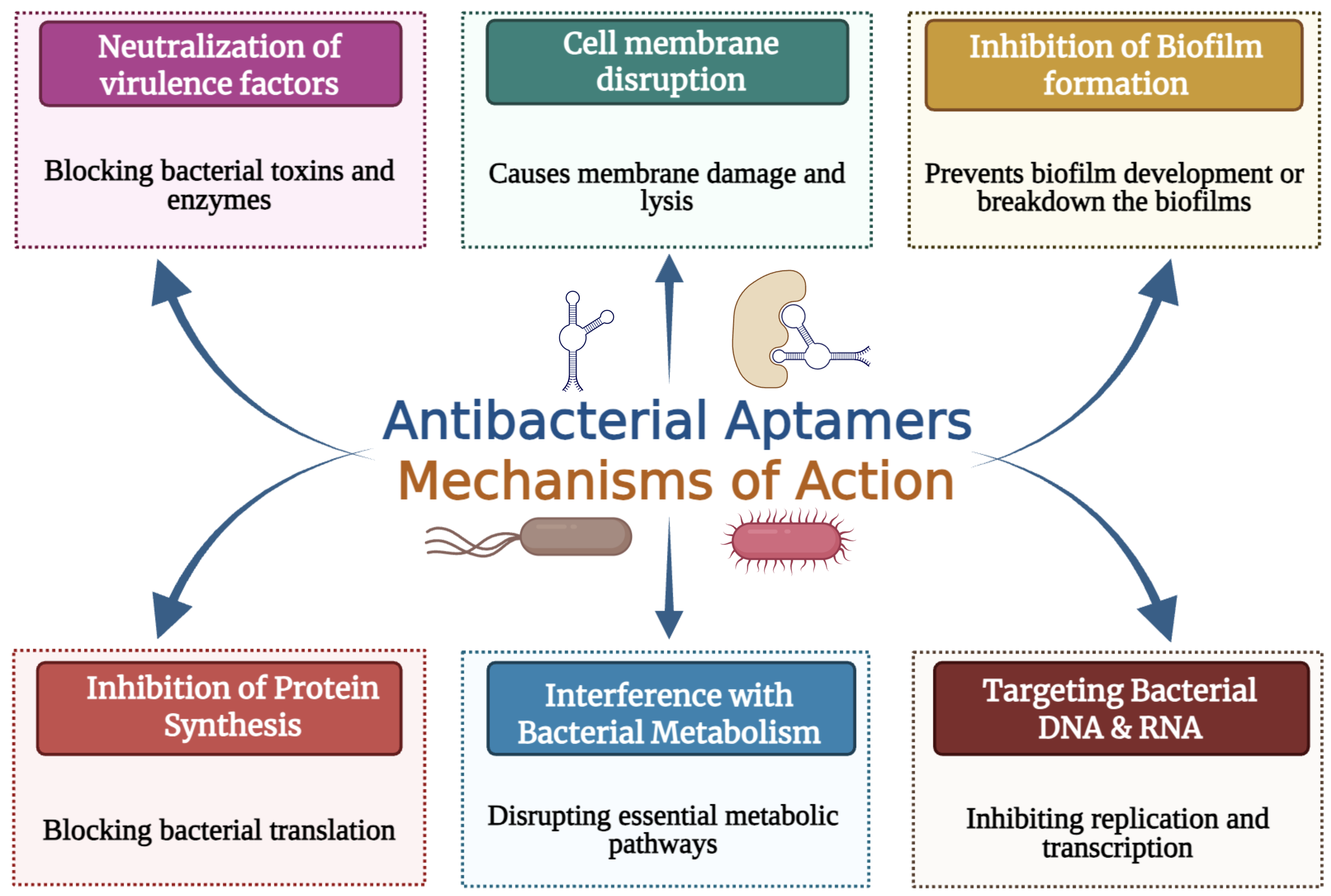 Aptamer Mechanism