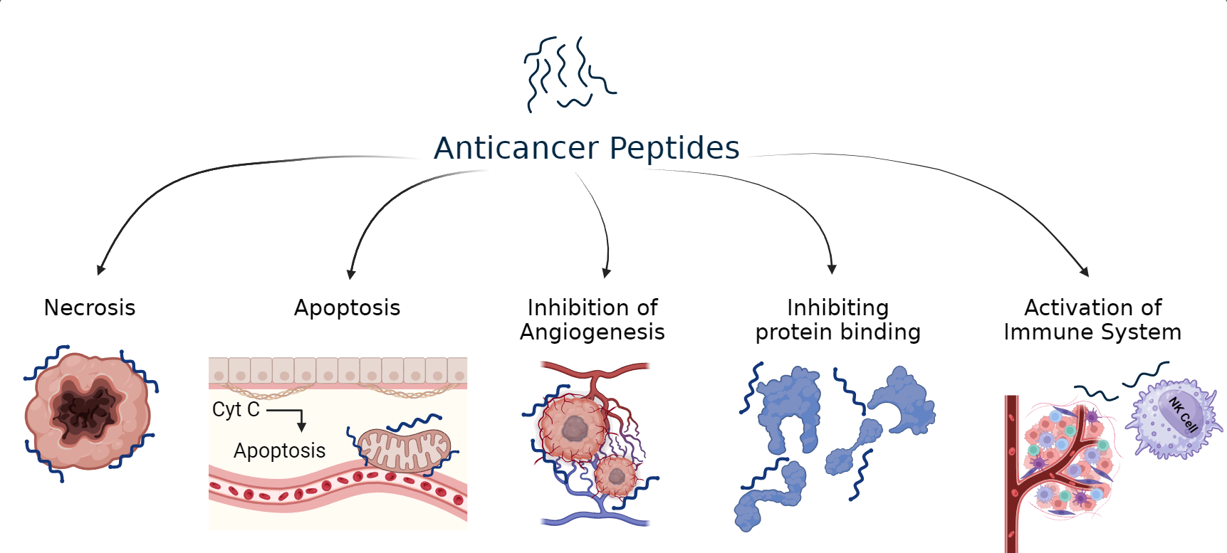 Mechanism of Action of ACP