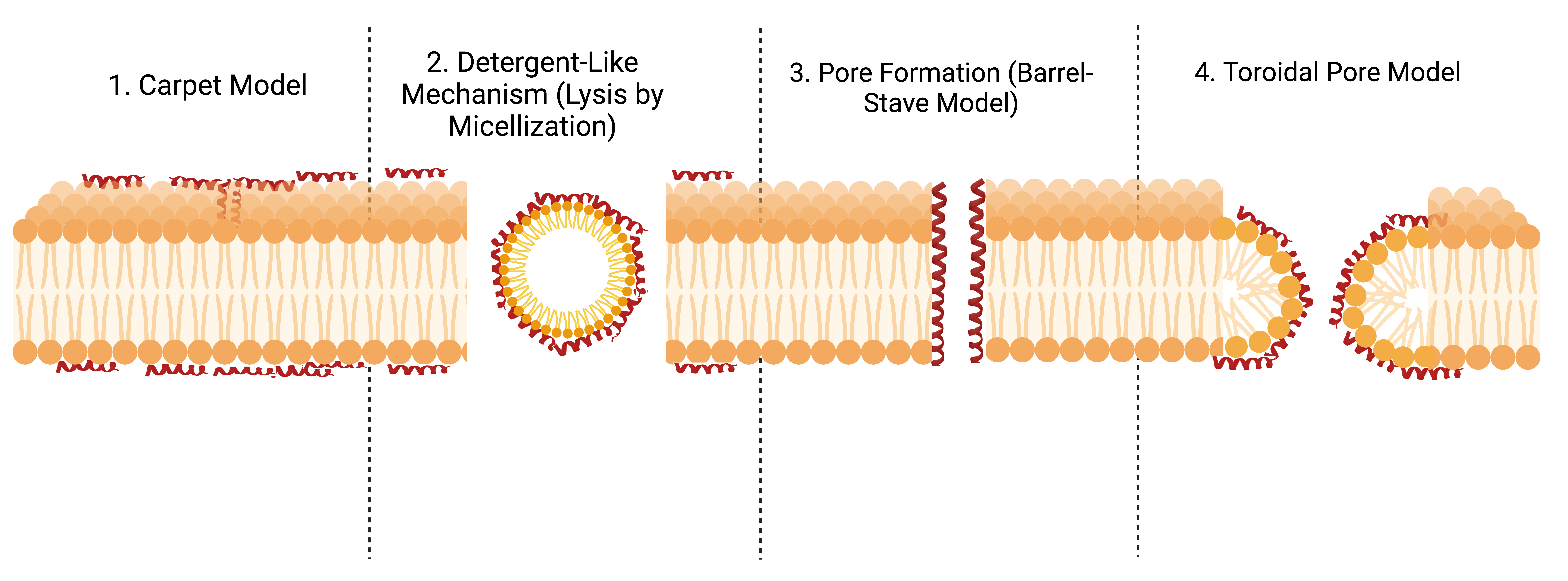 Mechanism of Action of ACP
