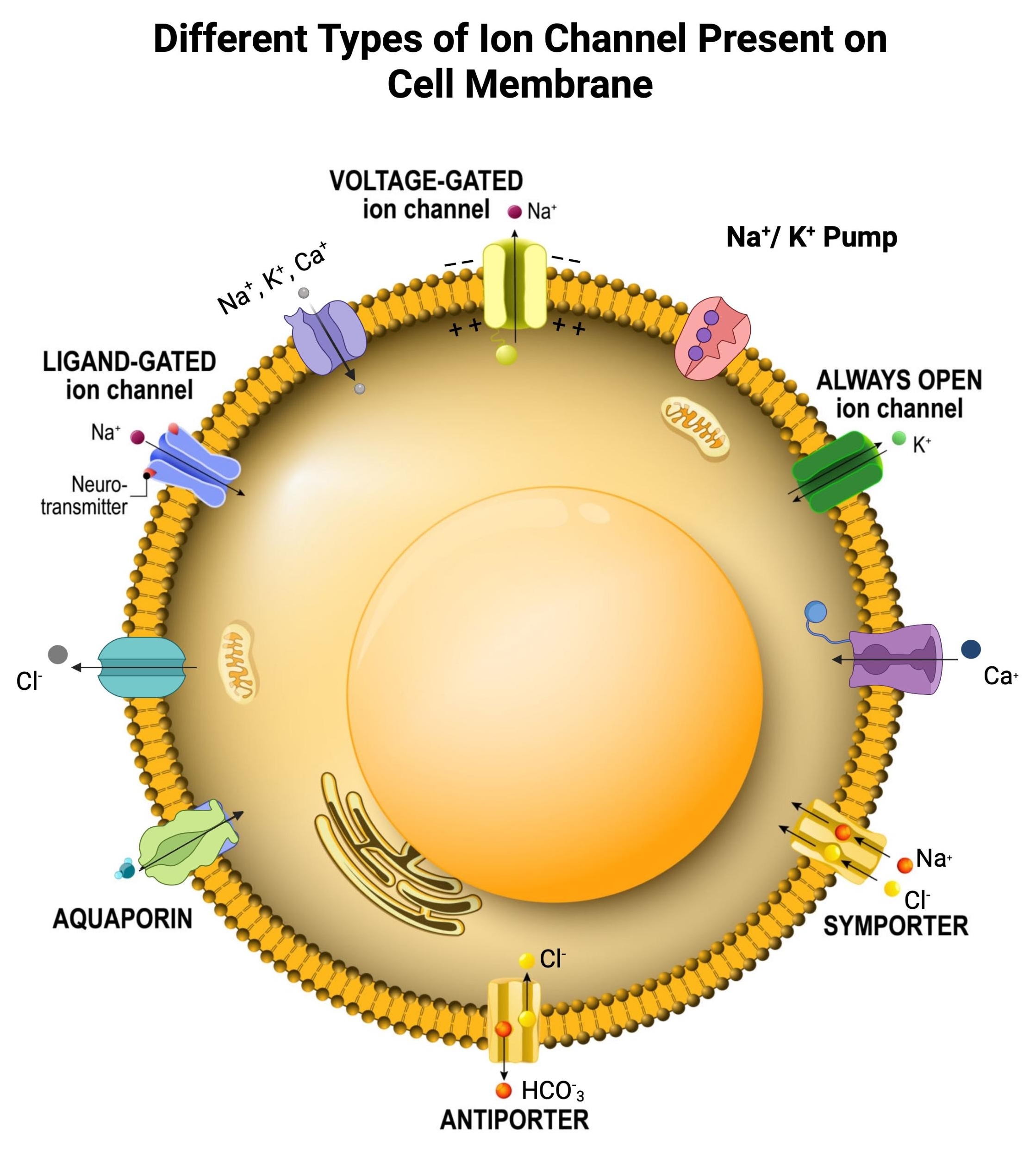 Ion Channel Impairment Mechanism