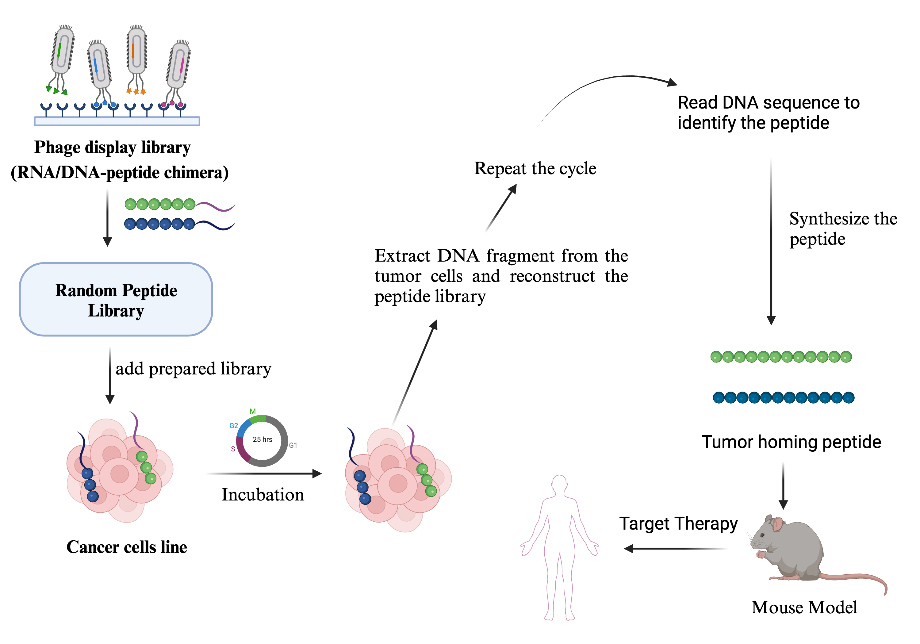 Tumor Homing Peptides